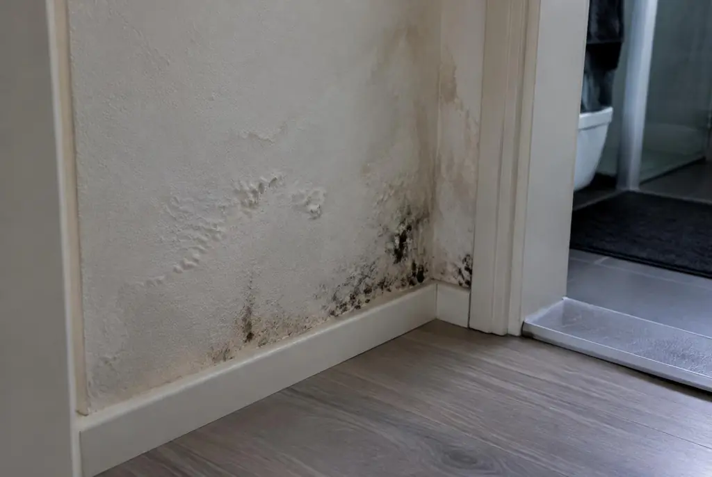 Lekdetectie Heusden – vochtplek met schimmel op een muur